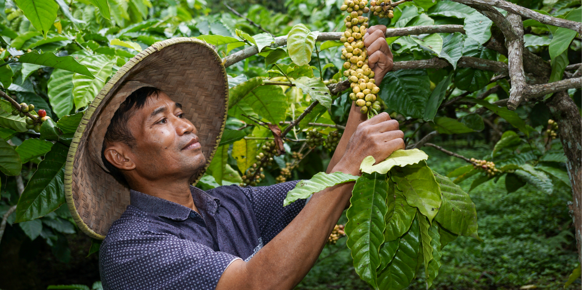 We are officially Organic...but what does that mean?