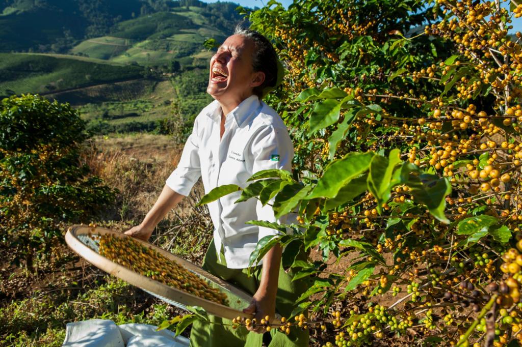 A woman in a white shirt stands outdoors among coffee plants, holding a round tray filled with harvested coffee cherries. The background shows rolling green hills and dense foliage under bright sunlight.