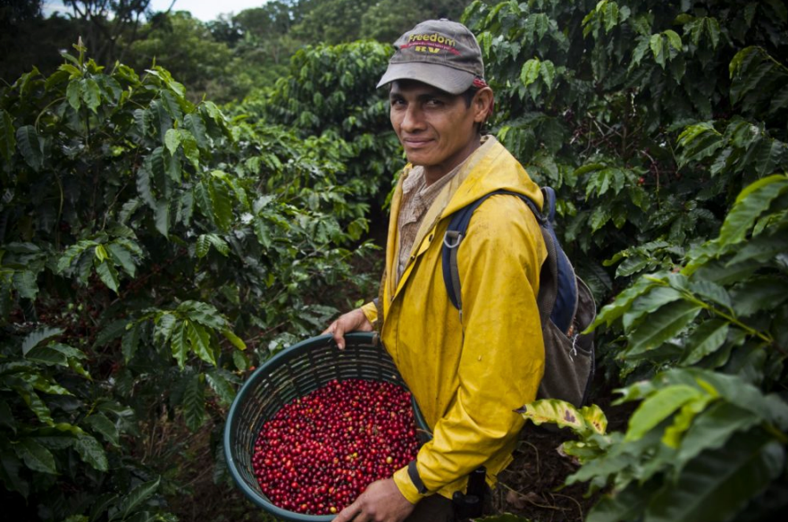A man wearing a yellow rain jacket and a cap with 'Cafecito Cafe' printed on it stands in a lush green coffee plantation, holding a black basket filled with ripe red coffee cherries.