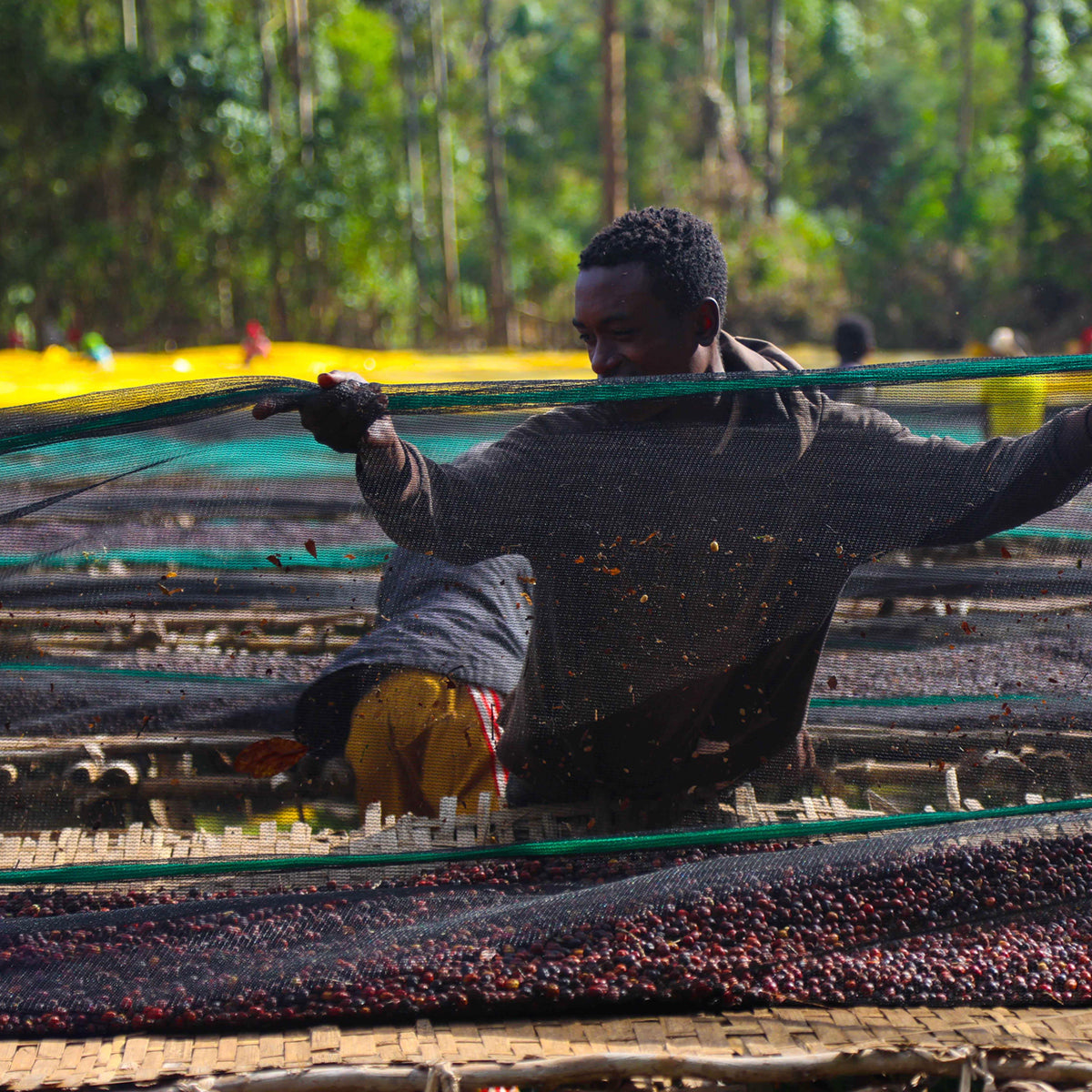 A person in a dark long-sleeve top and gloves holds a green mesh net over rows of red berries or coffee cherries spread out on a bamboo frame in an outdoor farm setting with trees in the background.
