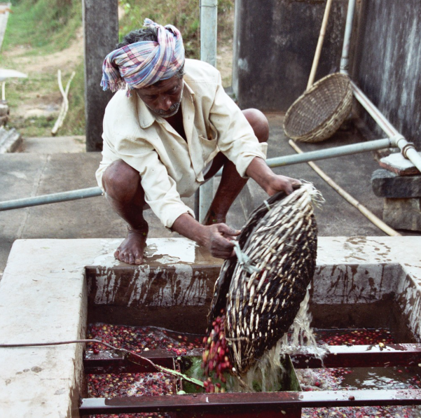 Person processing cocoa beans in a traditional setting