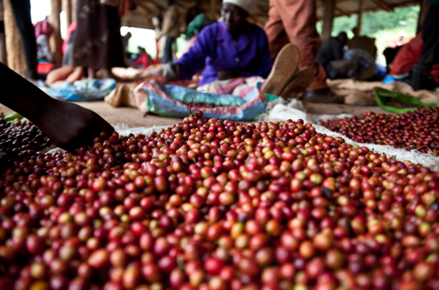 A close-up view of many red coffee cherries spread out on the ground at a market, with a person's hand holding a scoop in the foreground and blurred people working underneath a shelter in the background.