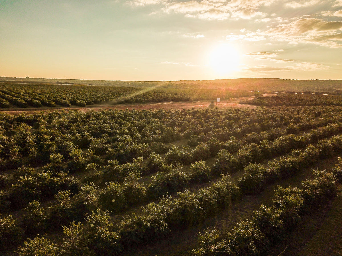 Aerial view of a vast citrus grove with rows of green trees under a bright setting sun during golden hour.
