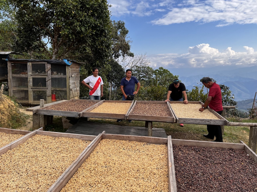 Four men standing outdoors beside large wooden trays spread out on a hillside, drying or roasting batches of coffee beans under a blue sky with clouds. Trees and a small structure are visible in the background.