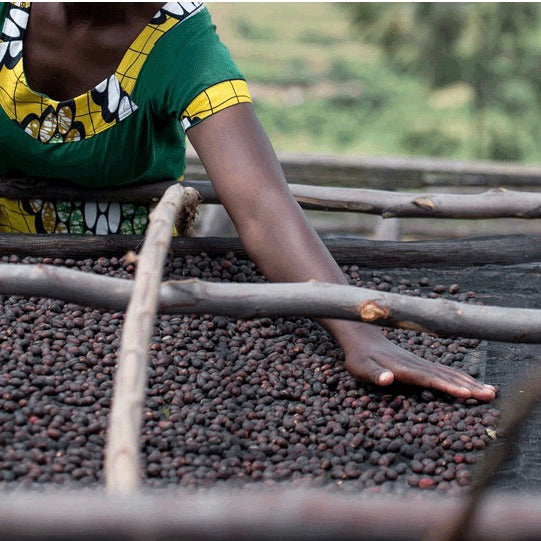 A close-up lifestyle shot of a person's hand resting on dark roasted coffee beans spread out in a traditional wooden drying frame, with the person wearing a green and yellow patterned shirt.