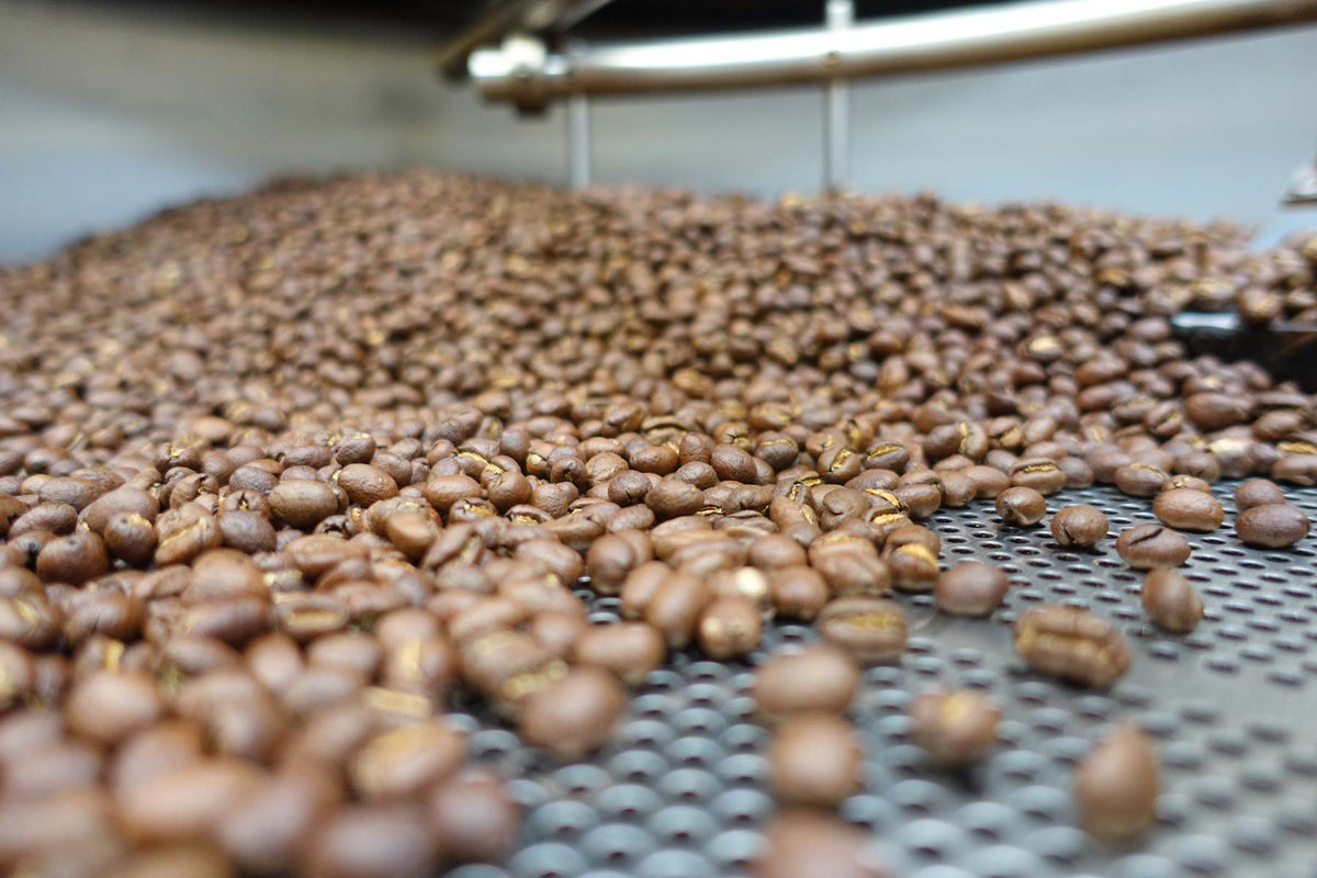 Roasted coffee beans on a metal screen