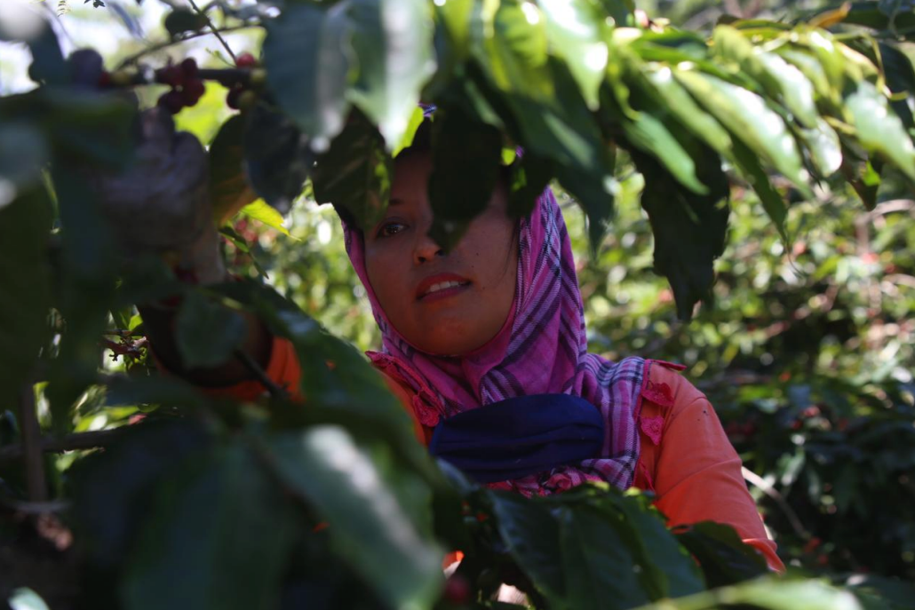 A woman wearing a pink and purple patterned headscarf and an orange top works among leafy green plants in a sunny outdoor setting.