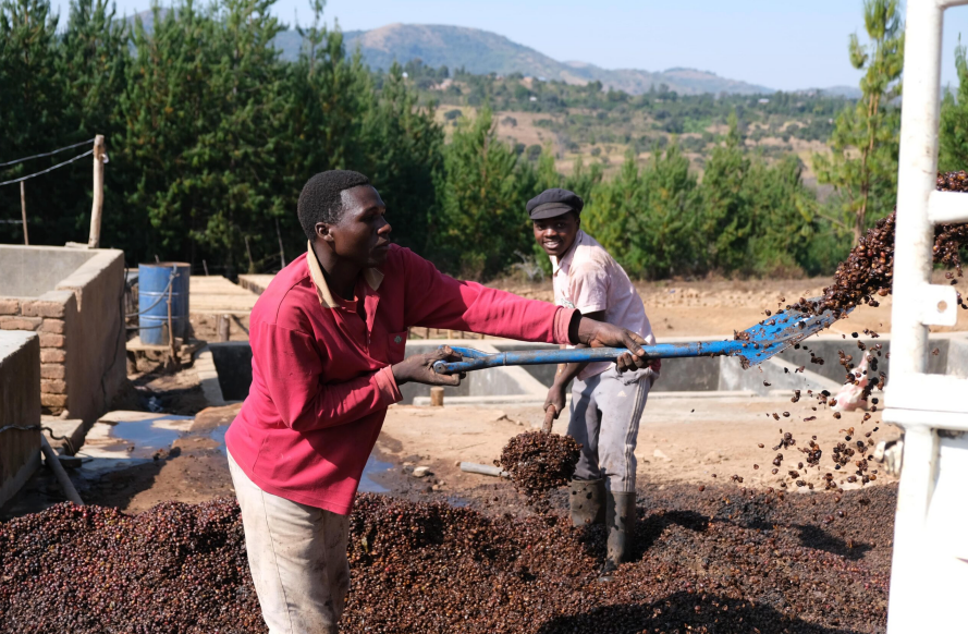 Two men working outdoors in a vineyard or winery, shoveling dark grapes or grape skins into a vat, with trees and hills in the background.