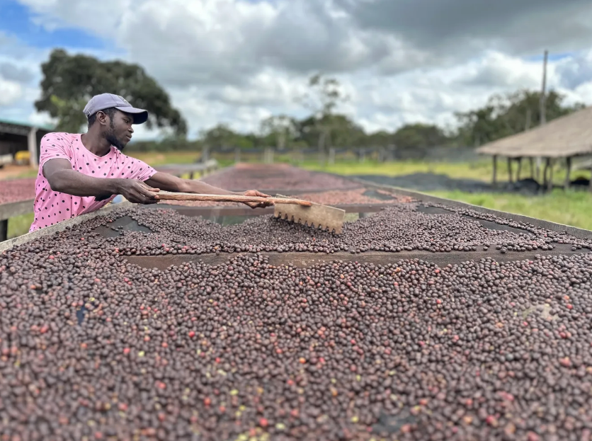 A man in a pink polka-dot shirt and cap uses a long-handled brush to spread wet coffee cherries across a large drying platform outdoors under a cloudy sky.