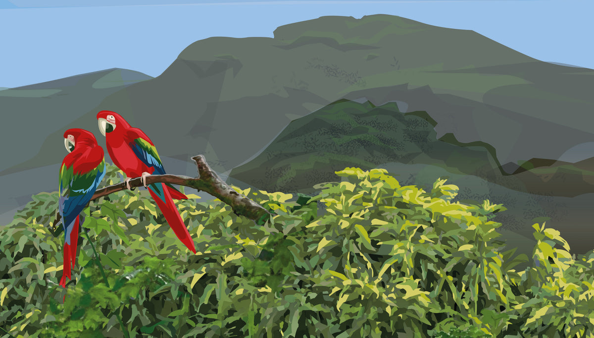 Parrot illustration