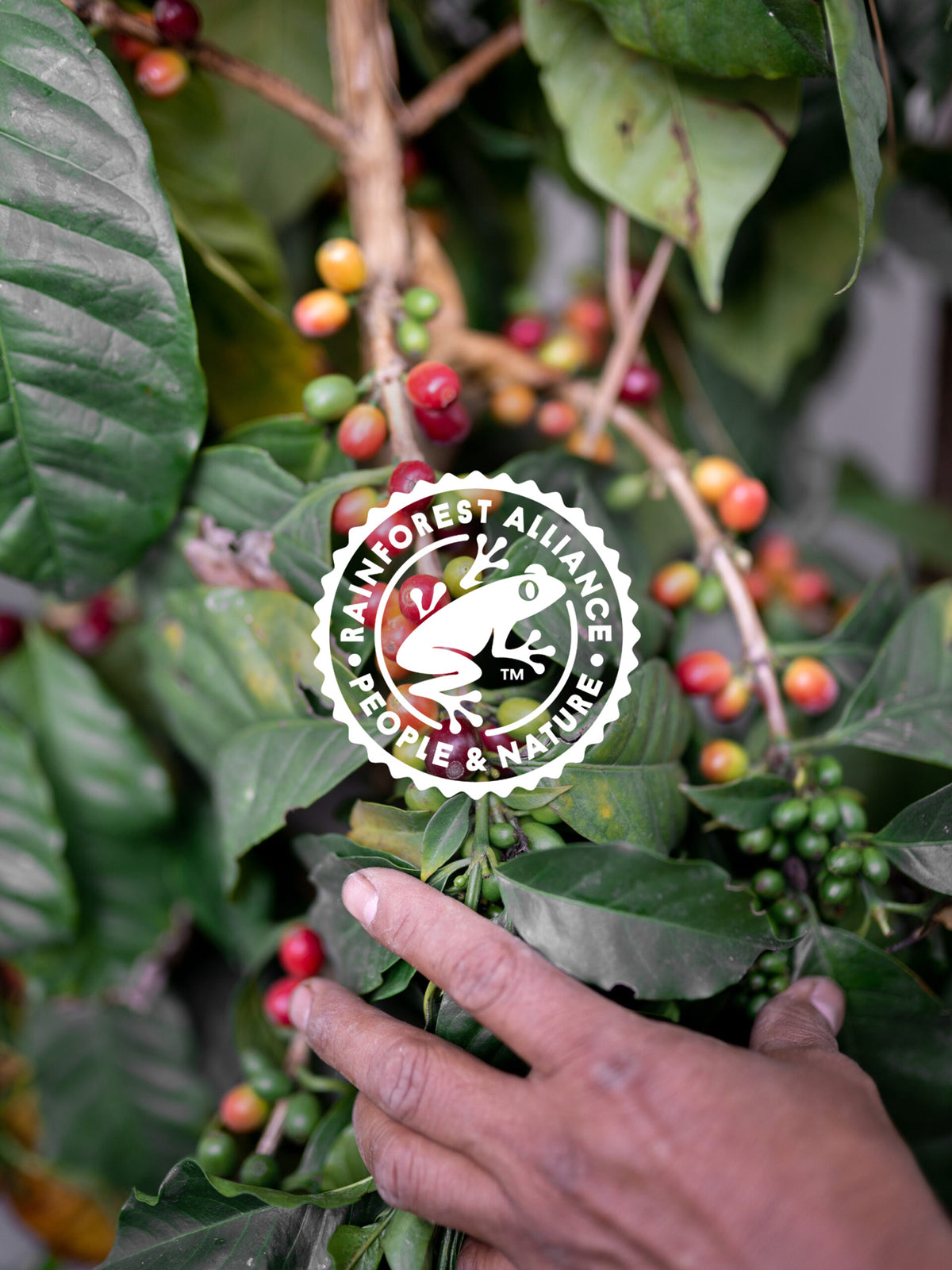 Hand touching coffee berries on a branch with Rainforest Alliance logo overlay