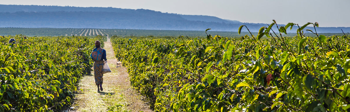 A wide outdoor vineyard scene with rows of green grapevines on both sides of a dirt path, a person walking down the center, and blue hills in the distant background.